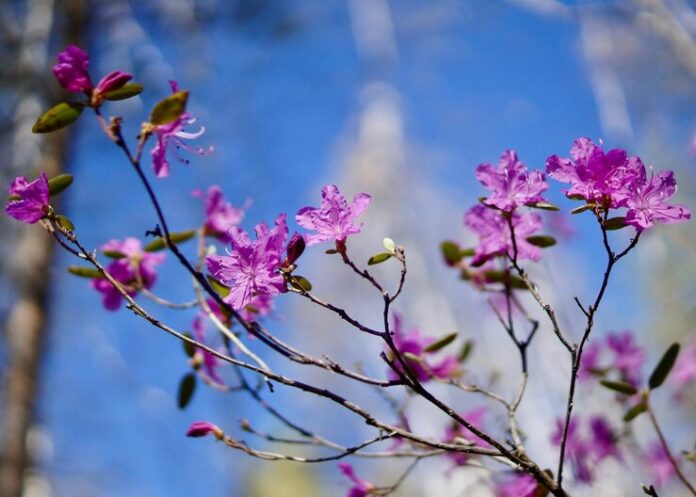 early spring bloomers nyt